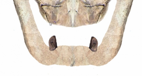 Creation of Skull: Step 9